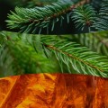 WoodWick Frasier Fir Świeca Elipsa zapachowa 18474