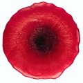 Patera szklana czerwona na tort 33 cm Mak 4638